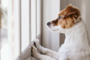 飛び降り自殺した飼い主を目撃したワンコ、橋の上でずっと帰りを待ち続ける(´；ω；｀)
