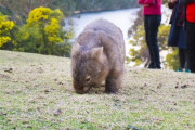 親を失ったウォンバットとカンガルーの赤ちゃん 海外の反応