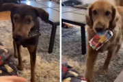「リモコンどーぞ！」「飲み物どーぞ！」飼い主さんを気遣ってお利口に動くワンちゃん達が可愛い！