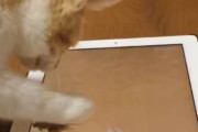 海外「これはとても可愛らしいなw」画面に映っている水に惑わされる日本のモフモフ動物があまりにキュートすぎると話題に