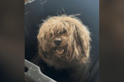【海外】「毛が絡まった犬を救出、驚愕の事実！『毛の下で生き地獄』が待っていた」