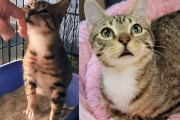 【海外】「小さな子猫、庭に現れて食事を求む！予想以上の驚きの結末とは？」