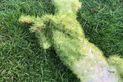 外国人「奇妙すぎる犬の行動に困惑したので見せていくｗｗｗｗ」