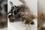 【海外】愛情で美しいフワフワ猫に変身！涙の救出劇で生まれ変わったスリムな猫の物語