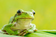 韓国人「日本がまたノーベル賞級の発見！アマガエルの腸内から『癌細胞を100%消滅させる』謎の細菌を発見か？」→「もはや魔法か？…（ﾌﾞﾙﾌﾞﾙ」