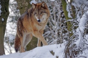 「マルちゃん 赤いきつね緑のたぬき」CMソング！MAN WITH A MISSION「evergreen」に海外が注目！「エネルギッシュで優しい」「最高の一日」海外の反応