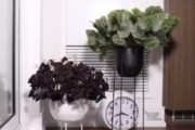 海外「ヴィーガンよ、見てるか？」植物を定点撮影したら予想以上に動いてて衝撃！海外の反応