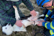 【海外】「急斜面から100フィート転落した犬、驚異の生還！救助チームの奮闘とは？」
