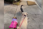 【海外】隣の犬たちに恋した猫が、散歩に参加したくてたまらない理由とは？