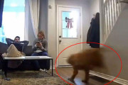 「大型犬が子犬の気持ちを忘れずにいると…」→「こんなことになる！」
