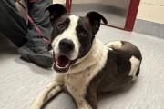 コヨーテの群れと行動を共にしていた行方不明の飼い犬が11か月ぶりに家族と再会