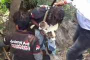 深さ18ｍの井戸に落ちた二匹の子犬が奇跡的に無傷のまま救出される！母犬との再会で猛烈に甘える子犬の姿にほっこり