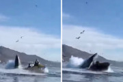 カヤック中の女性2人がザトウクジラに飲み込まれそうに！恐怖の瞬間をカメラが捉える