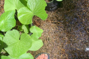 海外「日本の伝統的な方法を使って育てた結果だよ」栽培法を学んで外国人が作ったワサビが立派すぎると話題に