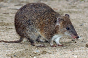 オーストラリア人「お前らの国で普段見かける動物といえば何？」