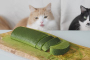 猫と一緒に抹茶のムースケーキを作ってみた！美味しそうなケーキに猫たちの狩りの眼が可愛すぎる