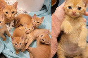 【海外】「保護猫と5匹のオレンジの子猫を迎え入れた女性、その瞬間から人生が一変した！」