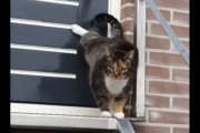 海外「ドア開けを要求する猫のノックをご覧ください」→「オーケイ、落ち着け」「警察みたいにノックしてるぞ」「ノックじゃなくてオス猫のスプレーだよ」
