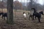 新しい干し草にテンションが上がって飛び跳ねる馬の動画