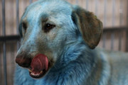 海外「ロシアに化学物質が原因で体全体が真っ青になった犬」毒性はないとの情報を疑う外国人