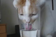 韓国人の反応「駐日大使「まずは日本の猫に飲ませよ」」＝えーーーーーーーウソ