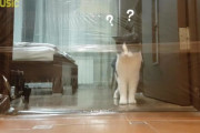 見えない壁ドッキリ！部屋の入り口にラップで壁を作ったら猫がどんな反応をするのか試してみた