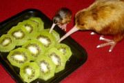 外国人「世界の面白い食べ物ネタ画像をみんなで集めてみよう」