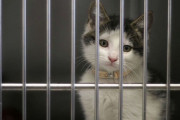 【怖い】コロナ流行初期に「すべての飼い猫を根絶させる案」が検討されていたことが判明！ 英国の元政府職員が暴露...