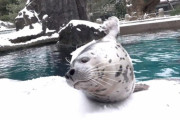 いつでも元気いっぱい！おちゃめで芸達者なアザラシがかわいい♪