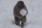 雪玉を作って遊ぶ子ザルの映像が興味深い！サルってこんなに知能高かったっけ　海外の反応