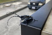 外国人「沖縄でカッコいい謎の虫を見つけた、これは何なんだ？」