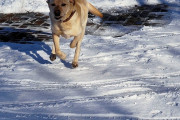 トルコで救援物資を積んだトラックが道に迷っていたところ犬が目的の村へと導いてくれる