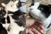 【海外】「母猫が選んだ子猫たちの安全な場所、特に愛おしい子がいる理由とは？」