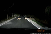 避けるという概念は無いんか？中国最新交通事故映像集