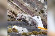 【海外】屋上で見つかったびしょ濡れのヒナ鳥がフワフワに大変身！救助活動の感動ストーリー