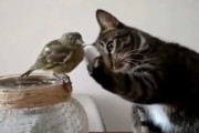 「そーと、傷つけないように」優しく小鳥に触る猫が可愛い！