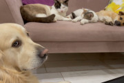 「僕の座る場所がない！」猫と子犬がソファを占領してることにショックを受けたゴールデンレトリバーのジト目が可愛い
