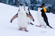 「なんで一頭だけハダカなの？」ペンギンがサンタのコスチュームで大行進 海外の反応