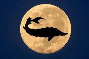 【海外の反応】「フィレオ・フィッシュの月か」Sturgeon Moon（スタージョンムーン）を見た外国人の反応。