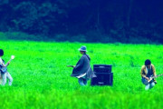 「もう4年も？」前前前世 (movie ver.) RADWIMPS MV 海外の反応