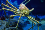 【海外】日本のタカアシガニ：人間に無害な海の巨人を知ろう！