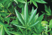 「大麻が盗まれた」通報おじさん、大量に大麻栽培していたことがバレ逮捕ｗｗｗｗ