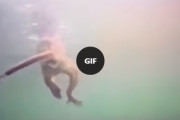 水に潜ってエサを探すマカクザルが海外で話題に
