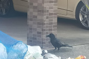 海外「新宿名物か」早朝7時、カラスがゴミを漁る光景に住民うんざり