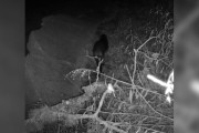 【海外】小動物の正体に驚愕！トレイルカメラで捉えた新発見とは？