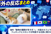 海外「動物の種類が多すぎ！」 大阪のカフェで猫とフェネックとスカンクが同居する光景に驚きの声