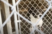 【海外】「火災避難中に眠り続けた盲目の犬、置き去りにされる悲劇」