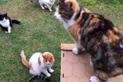新しいおうちをゲットした猫ちゃん、他の猫を蹴散らすお姫様っぷりが完璧