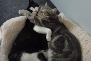 気持ちよく抱き合う2匹の猫♪…と思いきやじゃれ合いが始まってしまう。