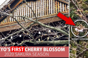 海外「笑顔になった…！」桜の開花した東京・靖国神社の厳かな風景が、海外にも希望を与える！